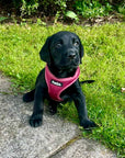 Puppy step-in Harness - Berry Red