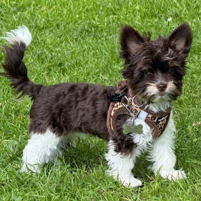 Tiny Trails Step In Luxury Leopard Fur Lined Puppy and Small Dog Harness