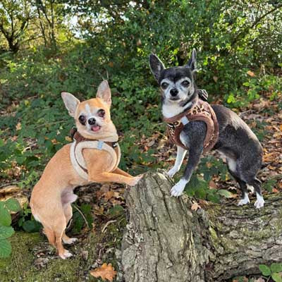 Tiny Trails Step In Luxury Leopard Fur Lined Puppy and Small Dog Harness