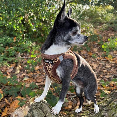 Tiny Trails Step In Luxury Leopard Fur Lined Puppy and Small Dog Harness