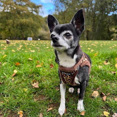 Tiny Trails Step In Luxury Leopard Fur Lined Puppy and Small Dog Harness