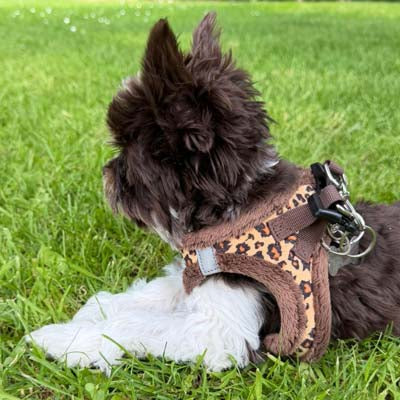 Tiny Trails Step In Luxury Leopard Fur Lined Puppy and Small Dog Harness