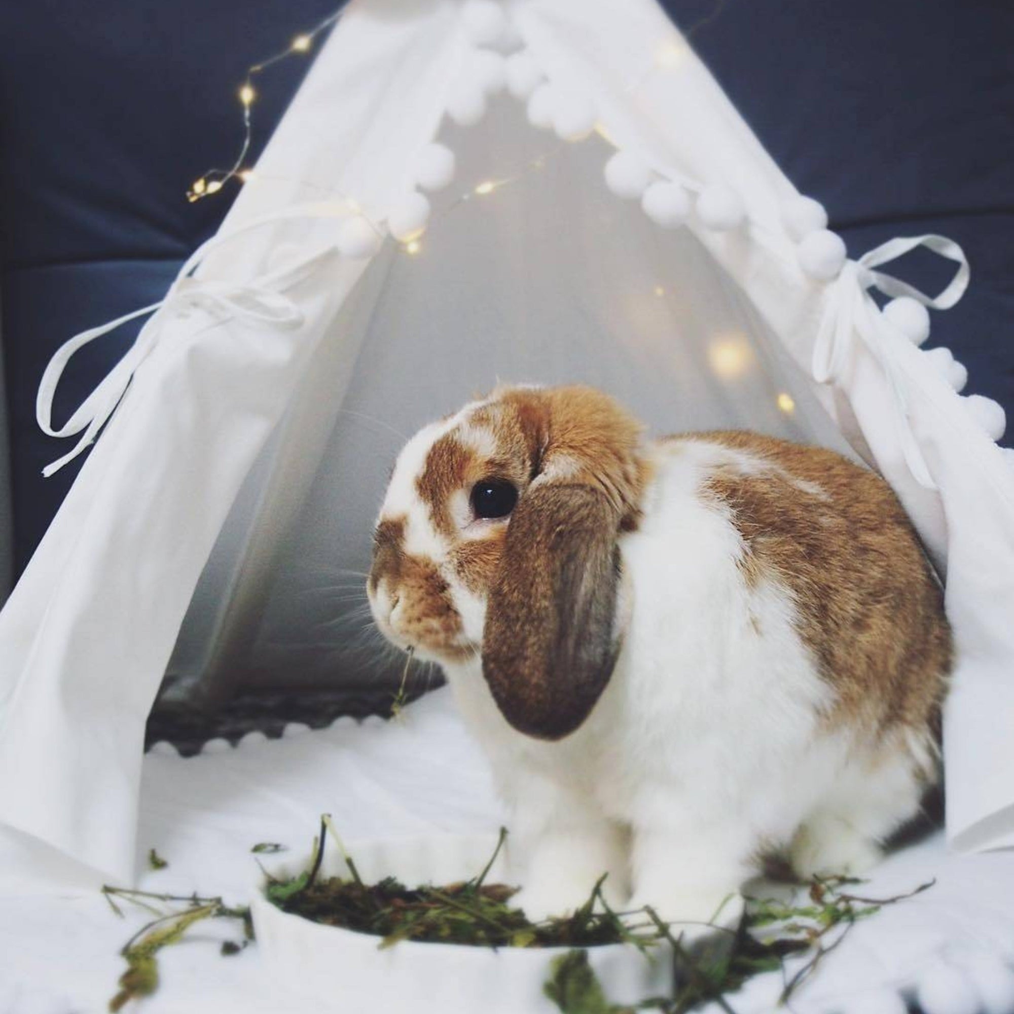 MINICAMP Rabbit Teepee Bunny Bed - Cozy Hideaway with Pompoms for Small Pets by Minicamp at brixbailey.com