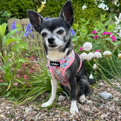 Luxury Blue Meadow Floral Dog Harness for Chihuahuas, Toy Breeds & Puppies