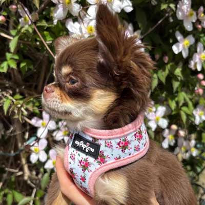 Luxury White Vintage Floral Harness by My Pup and Me
