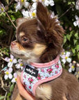 Luxury White Vintage Floral Harness by My Pup and Me