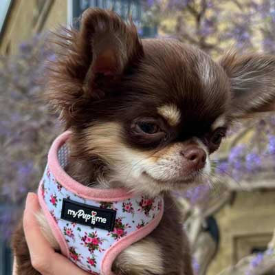 Luxury White Vintage Floral Harness by My Pup and Me