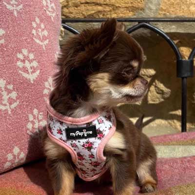 Luxury White Vintage Floral Harness by My Pup and Me