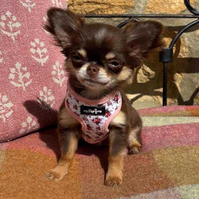 Luxury White Vintage Floral Harness by My Pup and Me