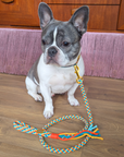 Dog Lead DIY Crafting Kit | Basket Weave Pattern | Make Your Own Dog Lead