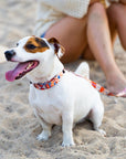 Boho Collection Dog Collar - Durable, Colorful & Bohemian Style with Adjustable Leash Lengths by Matteo at www.brixbailey.com