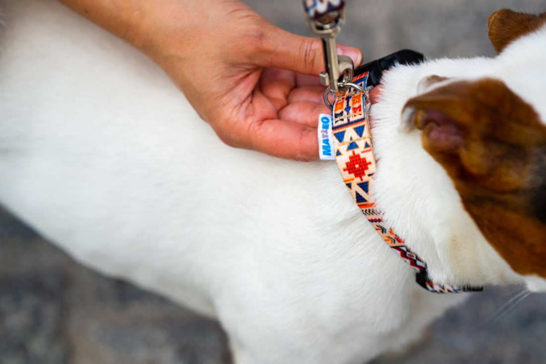 Boho Collection Dog Collar - Durable, Adjustable &amp; Colorfully Stylish by Matteo at www.brixbailey.com