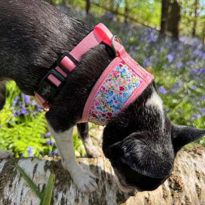 Luxury Blue Meadow Floral Dog Harness for Chihuahuas, Toy Breeds &amp; Puppies