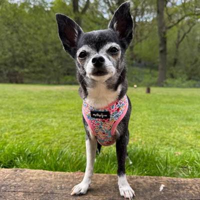 Luxury Blue Meadow Floral Dog Harness for Chihuahuas, Toy Breeds &amp; Puppies
