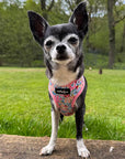 Luxury Blue Meadow Floral Dog Harness for Chihuahuas, Toy Breeds & Puppies