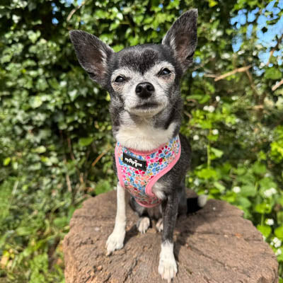 Luxury Blue Meadow Floral Dog Harness for Chihuahuas, Toy Breeds &amp; Puppies