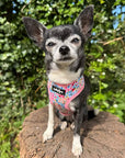 Luxury Blue Meadow Floral Dog Harness for Chihuahuas, Toy Breeds & Puppies