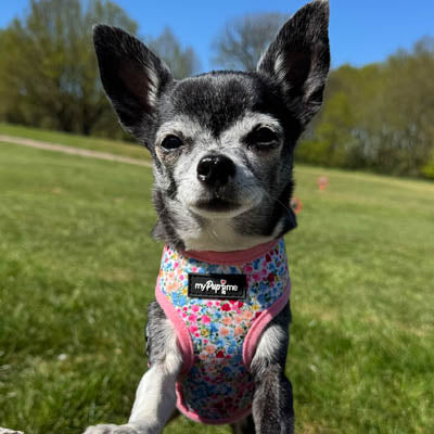 Luxury Blue Meadow Floral Dog Harness for Chihuahuas, Toy Breeds & Puppies