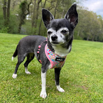 Luxury Blue Meadow Floral Dog Harness for Chihuahuas, Toy Breeds &amp; Puppies