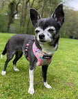 Luxury Blue Meadow Floral Dog Harness for Chihuahuas, Toy Breeds & Puppies