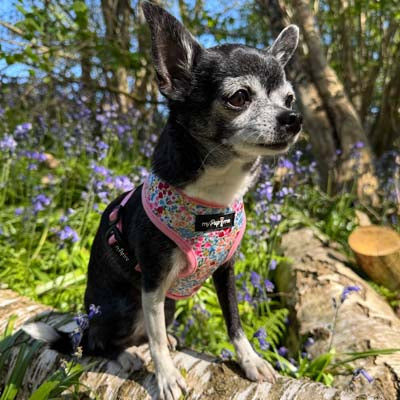 Luxury Blue Meadow Floral Dog Harness for Chihuahuas, Toy Breeds &amp; Puppies
