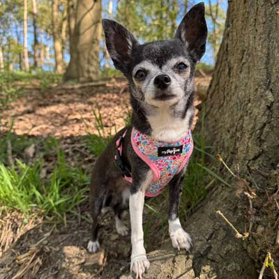 Luxury Blue Meadow Floral Dog Harness for Chihuahuas, Toy Breeds &amp; Puppies