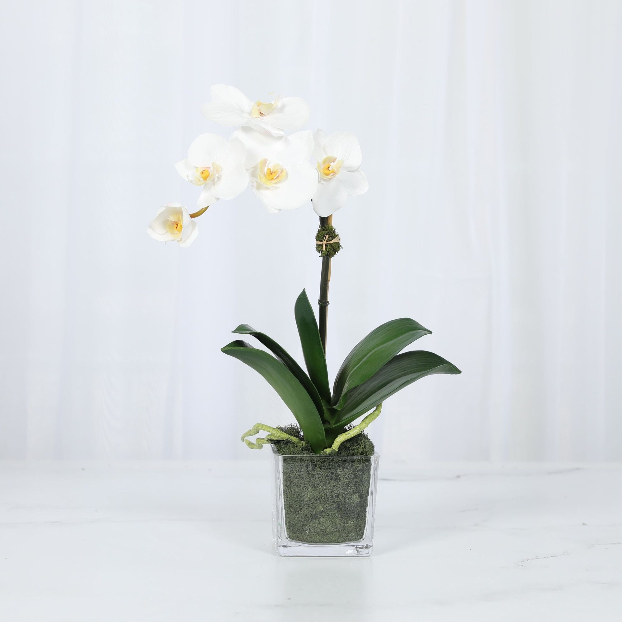 Mini Orchid Arrangement in Square Glass Vase