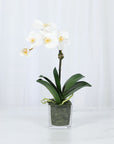 Mini Orchid Arrangement in Square Glass Vase