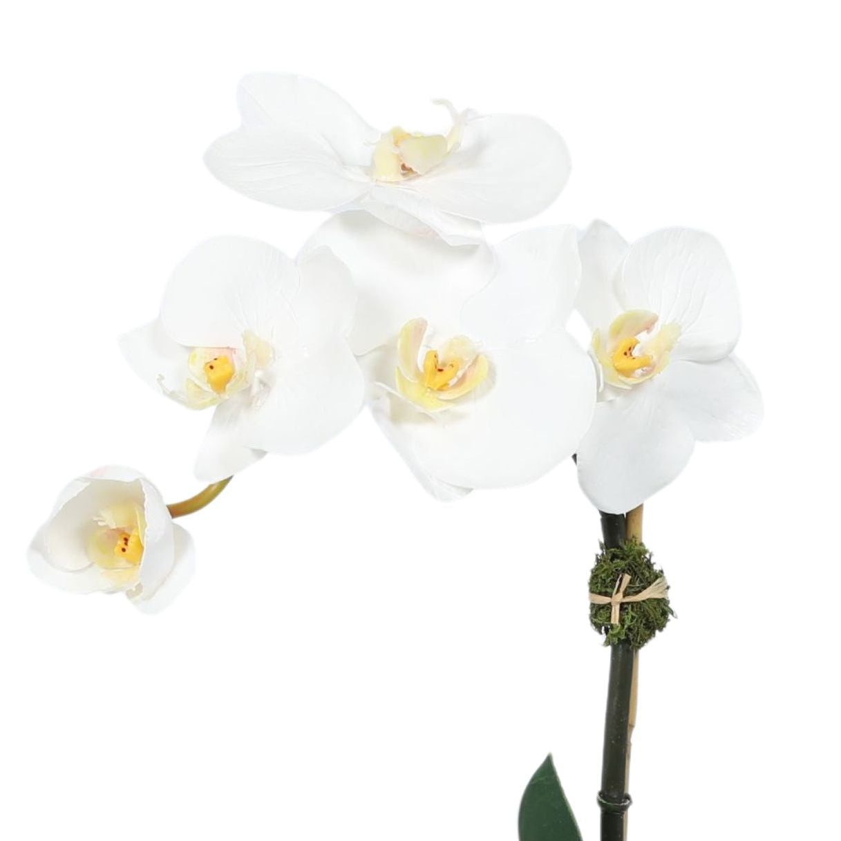 Mini Orchid Arrangement in Square Glass Vase