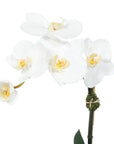 Mini Orchid Arrangement in Square Glass Vase