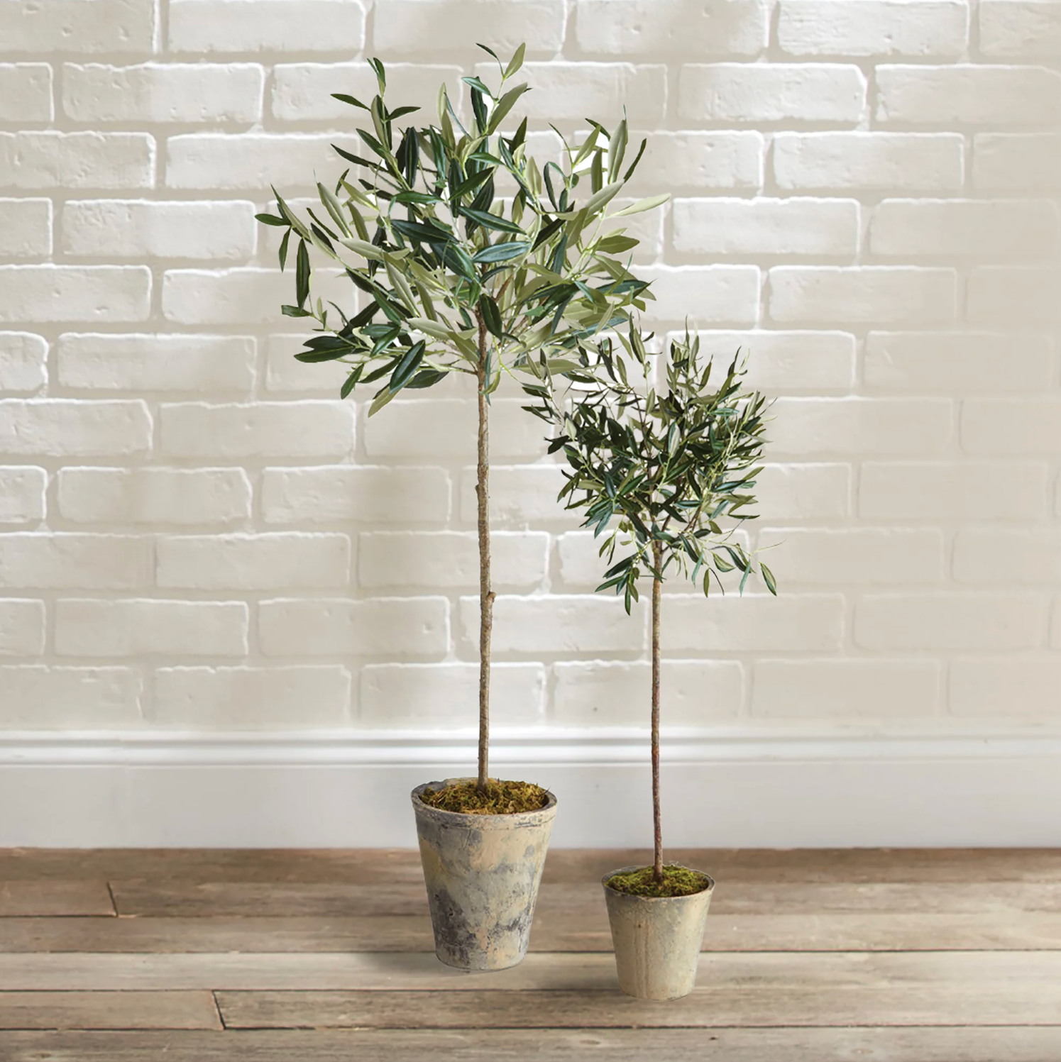 Olive Tree Potted