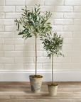Olive Tree Potted