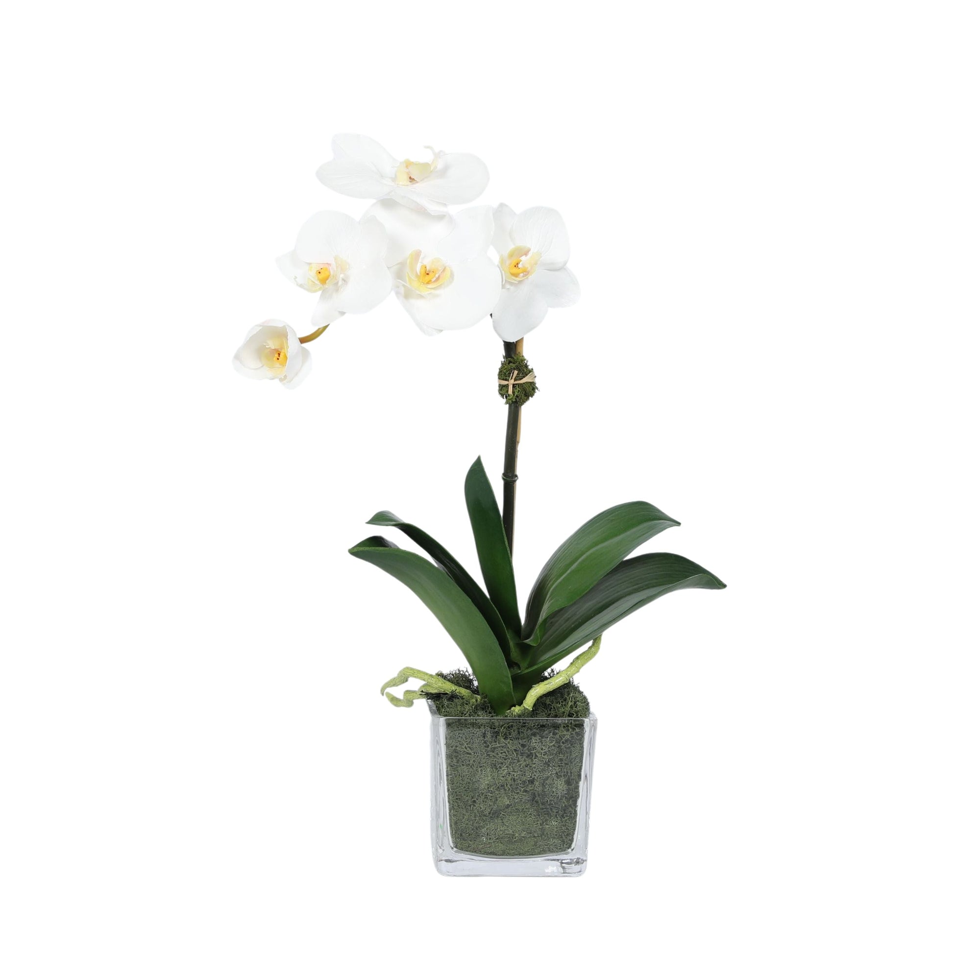 Mini Orchid Arrangement in Square Glass Vase