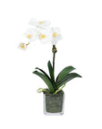 Mini Orchid Arrangement in Square Glass Vase