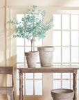 Eucalyptus Tree Drop-In 49"