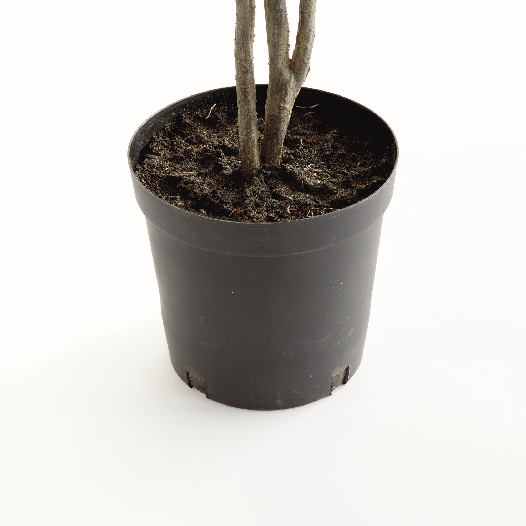 Ficus Tree Drop In 51"