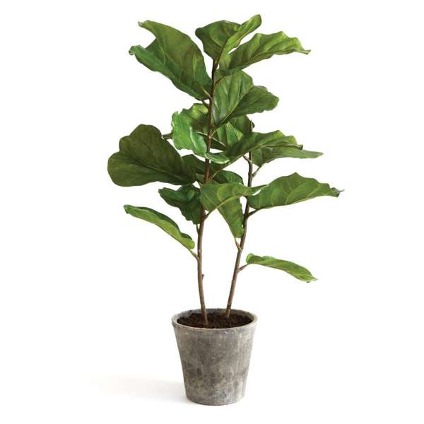 Fiddle Leaf Fig Tree 43"