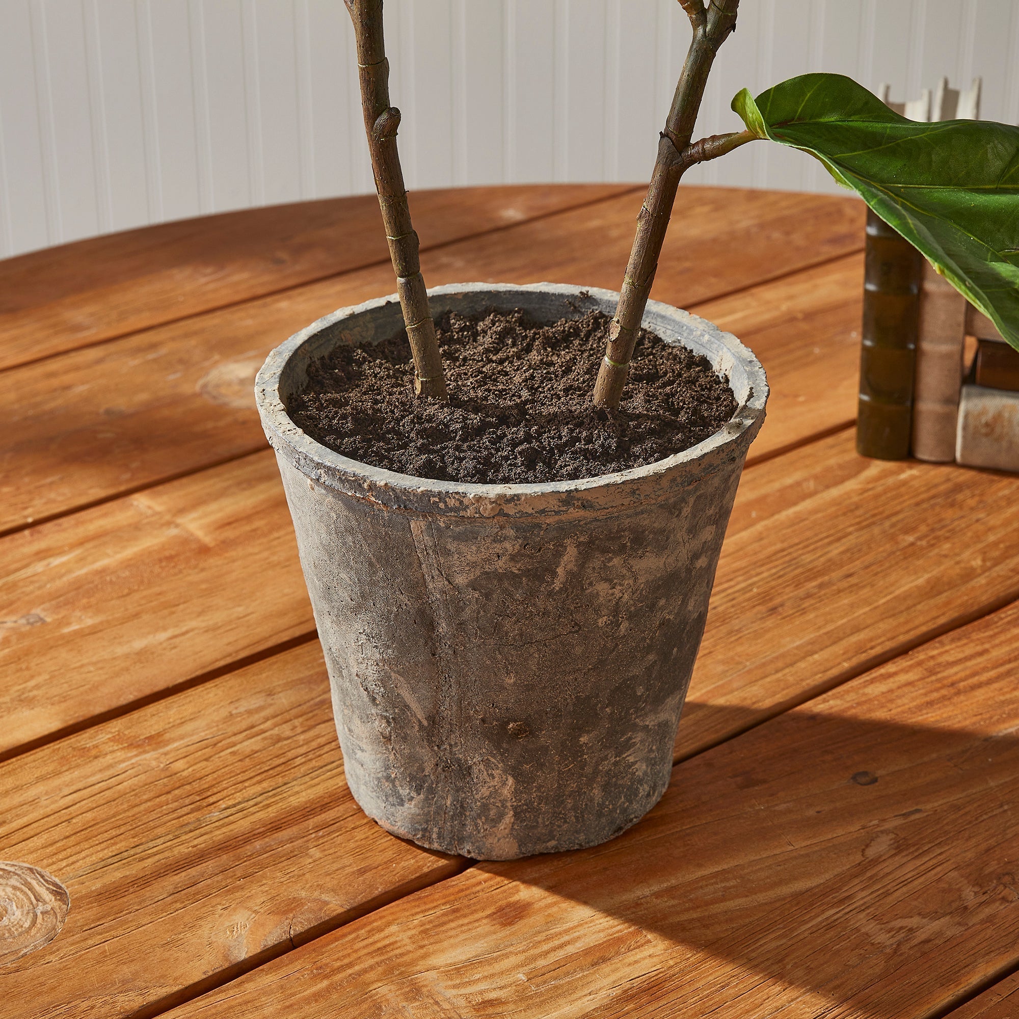 Fiddle Leaf Fig Tree 43"