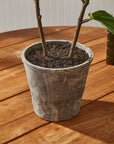 Fiddle Leaf Fig Tree 43"