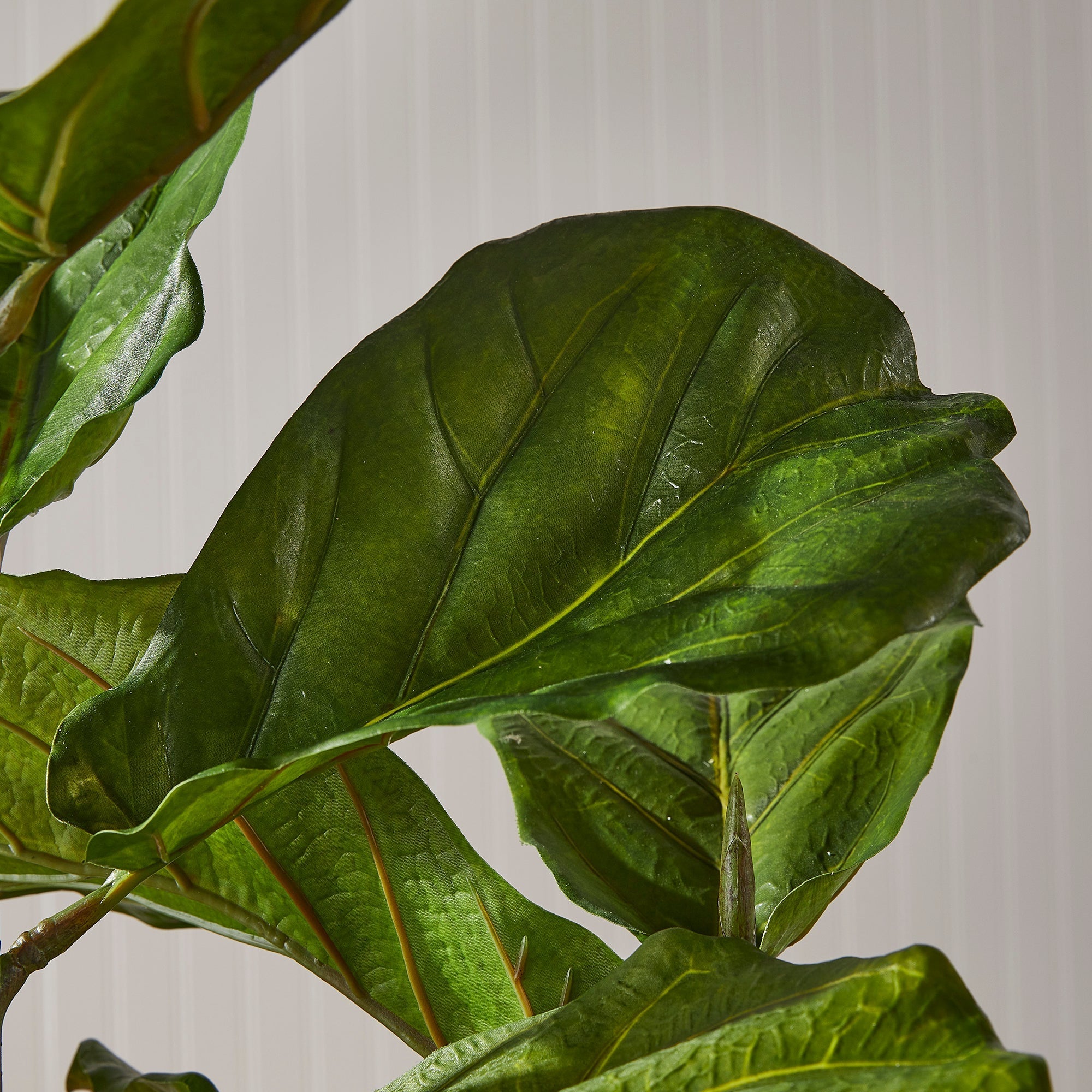 Fiddle Leaf Fig Tree 43"