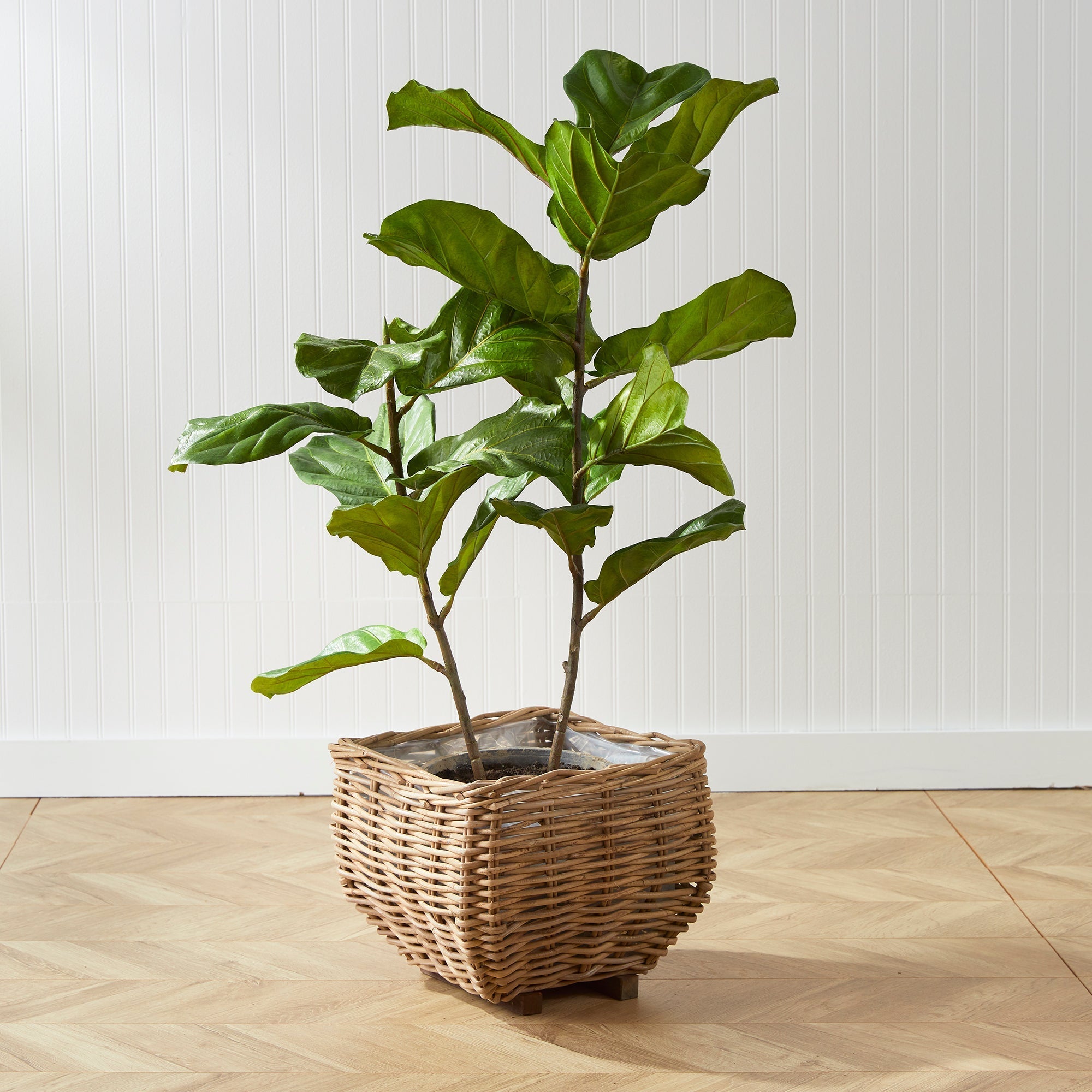 Fiddle Leaf Fig Tree 43"