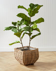 Fiddle Leaf Fig Tree 43"