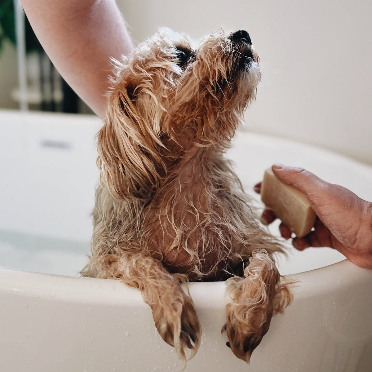 Dog Shampoo Bar - 100% Natural, Vegan &amp; Palm oil-free Shampoo Bar for Dogs