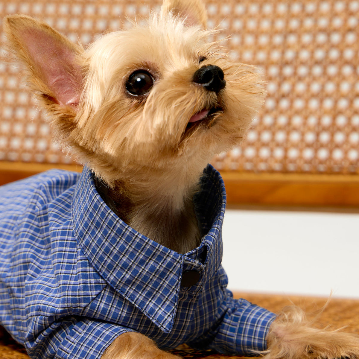Plaid Shirt