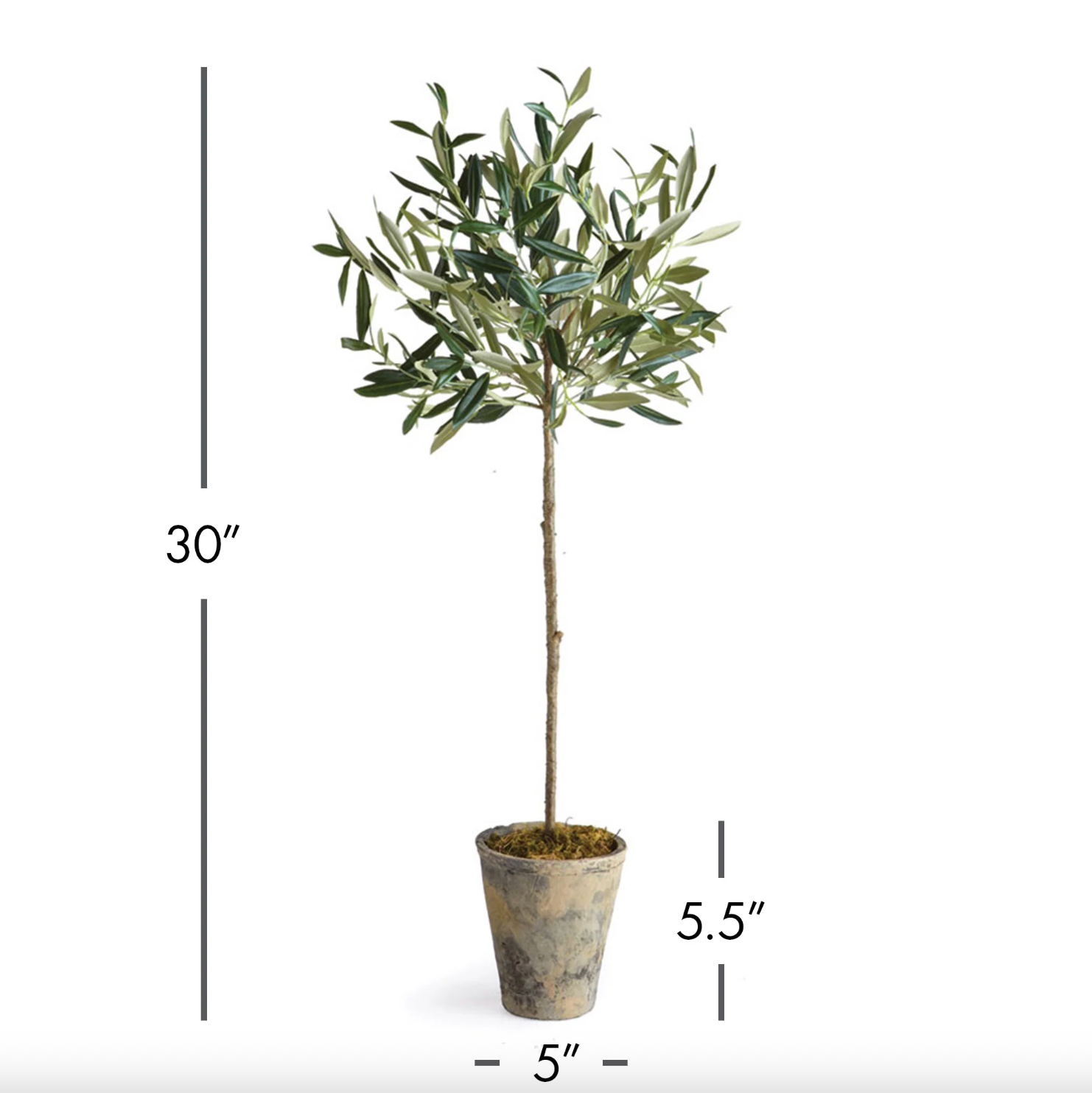 Olive Tree Potted