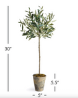Olive Tree Potted