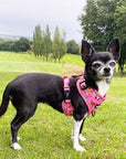 Signature Pink Chihuahua Print Exclusive Small Dog Harness by My Chi and Me SALE