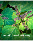 Natural Soap - Patchouli