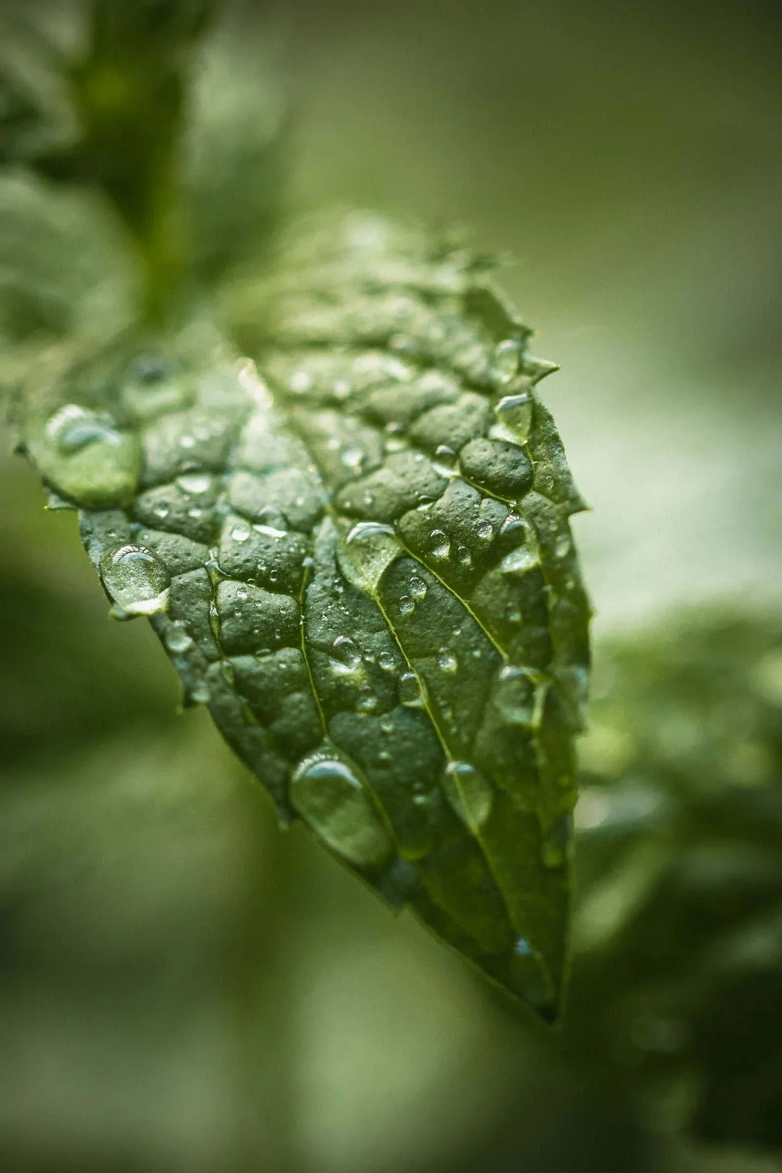 Live Calm Essential Oil Set with Peppermint, Lemon and Eucalyptus