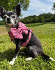 Signature Pink Chihuahua Print Exclusive Small Dog Harness by My Chi and Me SALE